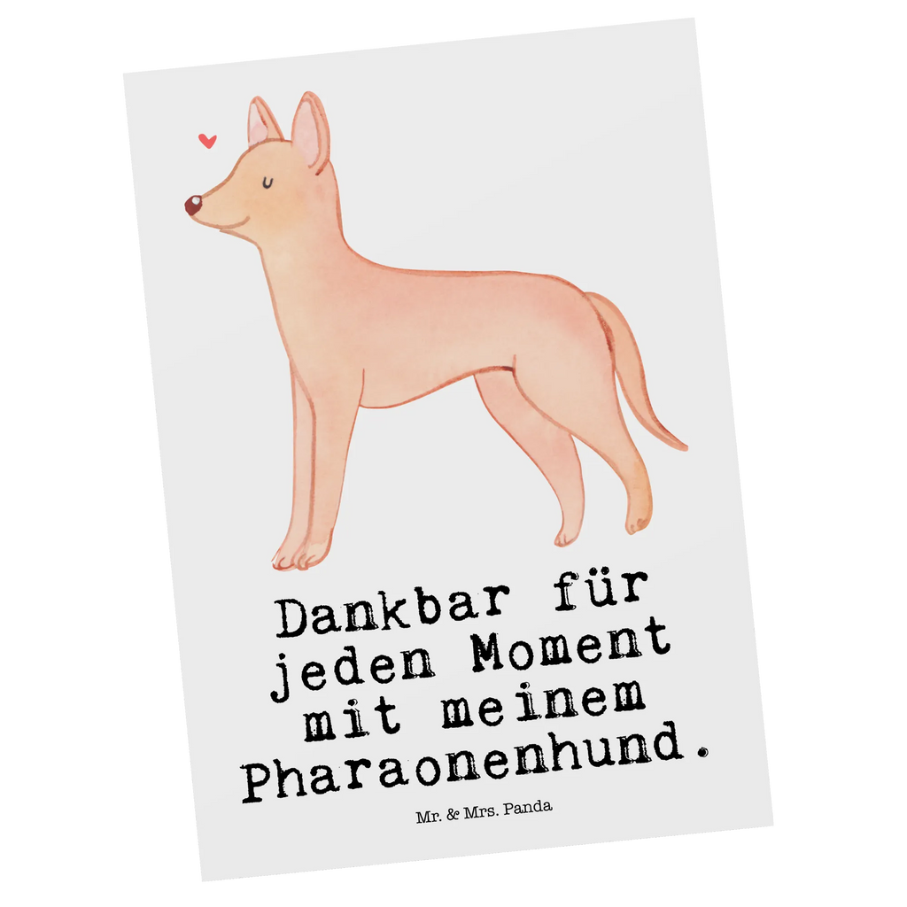 Postkarte Pharaonenhund Moment Postkarte, Karte, Geschenkkarte, Grußkarte, Einladung, Ansichtskarte, Geburtstagskarte, Einladungskarte, Dankeskarte, Ansichtskarten, Einladung Geburtstag, Einladungskarten Geburtstag, Hund, Hunderasse, Rassehund, Hundebesitzer, Geschenk, Tierfreund, Schenken, Welpe, Pharaonenhund, Pharaoh Hound, Kelb tal-Fenek