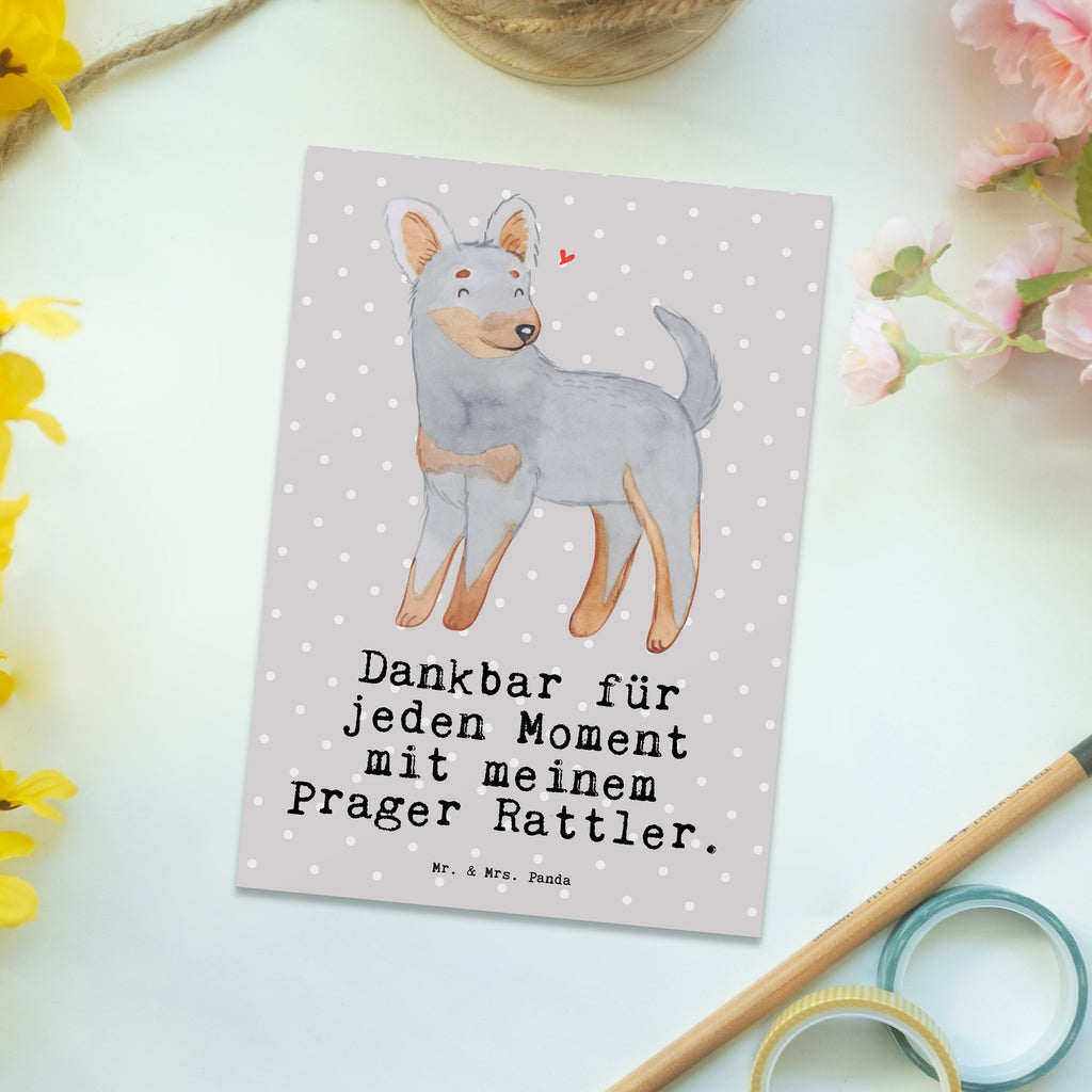 Postkarte Prager Rattler Moment Postkarte, Karte, Geschenkkarte, Grußkarte, Einladung, Ansichtskarte, Geburtstagskarte, Einladungskarte, Dankeskarte, Ansichtskarten, Einladung Geburtstag, Einladungskarten Geburtstag, Hund, Hunderasse, Rassehund, Hundebesitzer, Geschenk, Tierfreund, Schenken, Welpe, Pincher, Prager Rattler