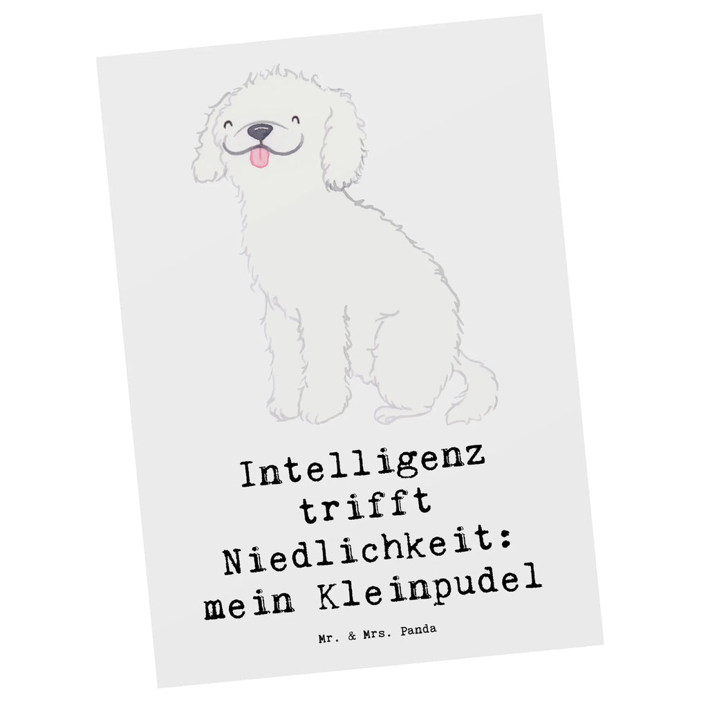 Postkarte Niedlicher Kleinpudel Postkarte, Karte, Geschenkkarte, Grußkarte, Einladung, Ansichtskarte, Geburtstagskarte, Einladungskarte, Dankeskarte, Ansichtskarten, Einladung Geburtstag, Einladungskarten Geburtstag, Hund, Hunderasse, Rassehund, Hundebesitzer, Geschenk, Tierfreund, Schenken, Welpe