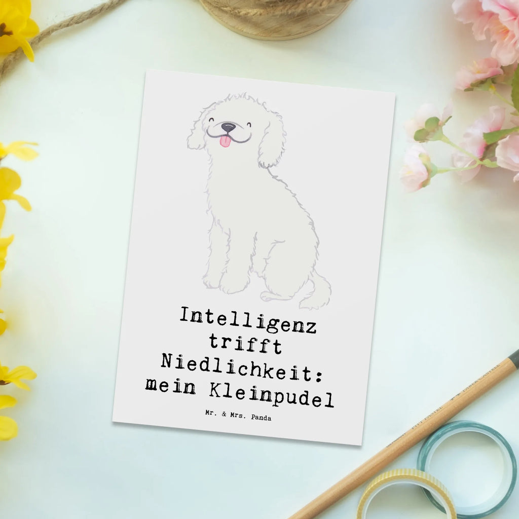 Postkarte Niedlicher Kleinpudel Postkarte, Karte, Geschenkkarte, Grußkarte, Einladung, Ansichtskarte, Geburtstagskarte, Einladungskarte, Dankeskarte, Ansichtskarten, Einladung Geburtstag, Einladungskarten Geburtstag, Hund, Hunderasse, Rassehund, Hundebesitzer, Geschenk, Tierfreund, Schenken, Welpe