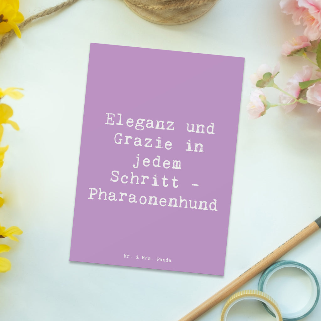 Postkarte Spruch Eleganter Pharaonenhund Postkarte, Karte, Geschenkkarte, Grußkarte, Einladung, Ansichtskarte, Geburtstagskarte, Einladungskarte, Dankeskarte, Ansichtskarten, Einladung Geburtstag, Einladungskarten Geburtstag, Hund, Hunderasse, Rassehund, Hundebesitzer, Geschenk, Tierfreund, Schenken, Welpe