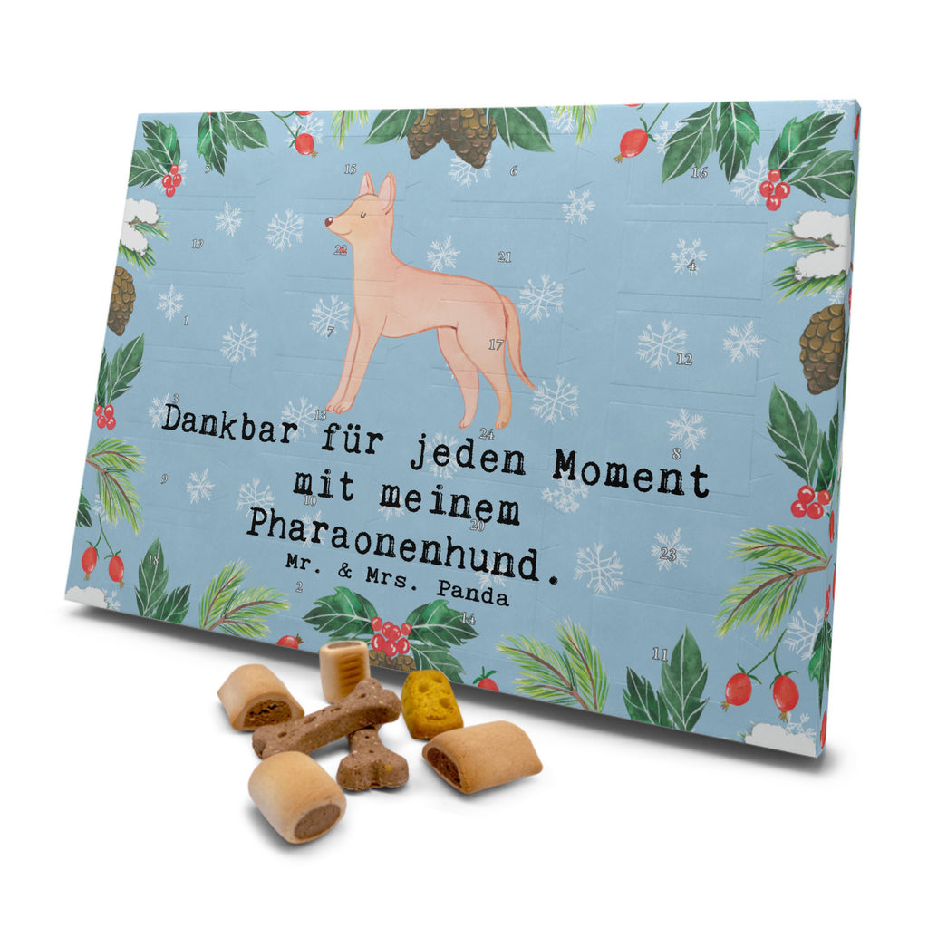 Hunde Adventskalender Pharaonenhund Moment Hunde Adventskalender, Weihnachtskalender, Kalender, Weihnachten, Adventskalender für Hunde, Hund, Hunderasse, Rassehund, Hundebesitzer, Geschenk, Tierfreund, Schenken, Welpe, Pharaonenhund, Pharaoh Hound, Kelb tal-Fenek