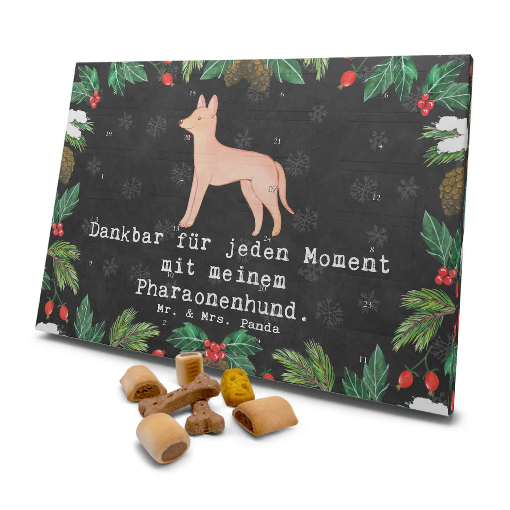 Hunde Adventskalender Pharaonenhund Moment Hunde Adventskalender, Weihnachtskalender, Kalender, Weihnachten, Adventskalender für Hunde, Hund, Hunderasse, Rassehund, Hundebesitzer, Geschenk, Tierfreund, Schenken, Welpe, Pharaonenhund, Pharaoh Hound, Kelb tal-Fenek