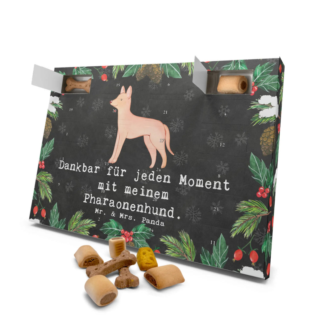 Hunde Adventskalender Pharaonenhund Moment Hunde Adventskalender, Weihnachtskalender, Kalender, Weihnachten, Adventskalender für Hunde, Hund, Hunderasse, Rassehund, Hundebesitzer, Geschenk, Tierfreund, Schenken, Welpe, Pharaonenhund, Pharaoh Hound, Kelb tal-Fenek