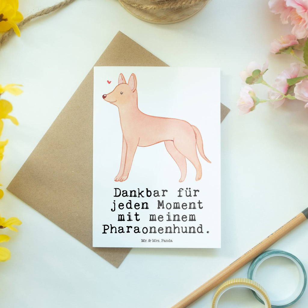 Grußkarte Pharaonenhund Moment Grußkarte, Klappkarte, Einladungskarte, Glückwunschkarte, Hochzeitskarte, Geburtstagskarte, Karte, Ansichtskarten, Hund, Hunderasse, Rassehund, Hundebesitzer, Geschenk, Tierfreund, Schenken, Welpe, Pharaonenhund, Pharaoh Hound, Kelb tal-Fenek