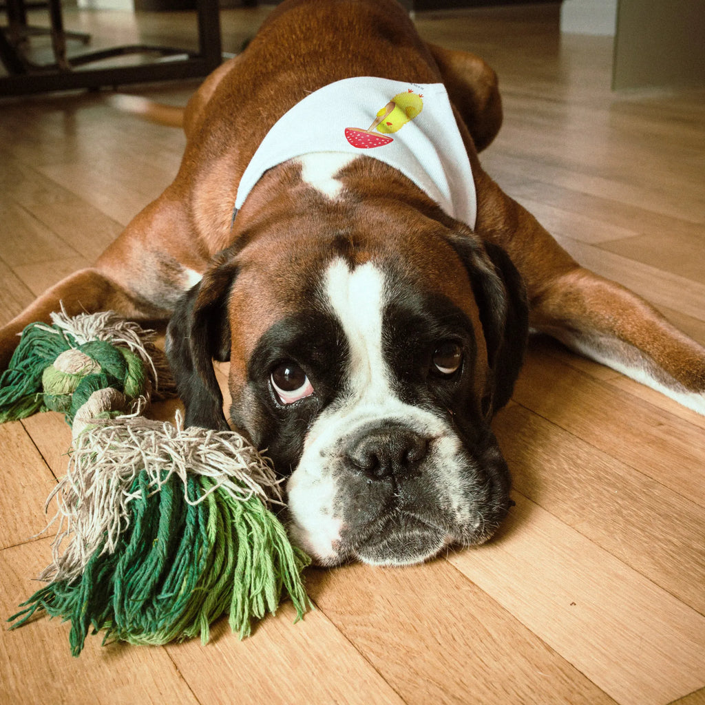 Hundehalstuch Küken Fliegenpilz Hundehalstuch, Halstuch, Hunde, Tuch, mittel, mittelgroße Hunde, Ostern, Osterhase, Ostergeschenke, Osternest, Osterdeko, Geschenke zu Ostern, Ostern Geschenk, Ostergeschenke Kinder, Ostern Kinder, Küken, Fliegenpilz, Glückspilz, Frohe Ostern, Ostergrüße